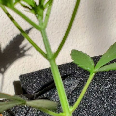 Riff raff #2 growlog timeline photo