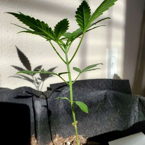 Riff raff #2 growlog timeline photo