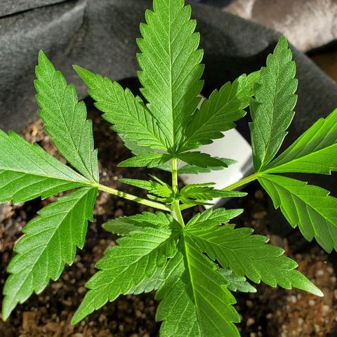 Riff raff #2 growlog timeline photo