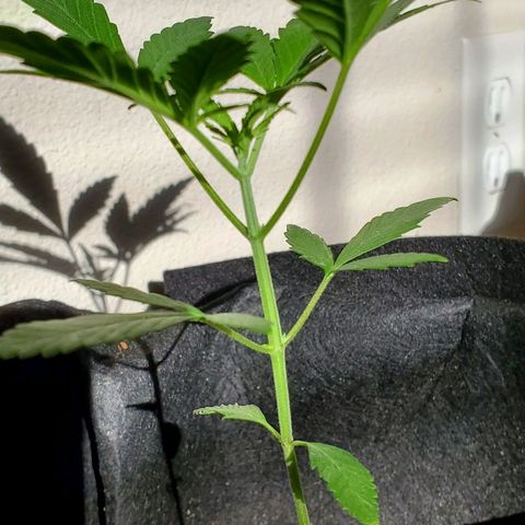 Riff raff #2 growlog timeline photo