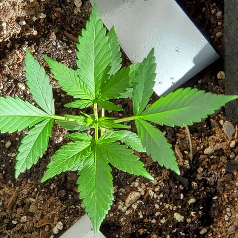 Riff raff #2 growlog timeline photo