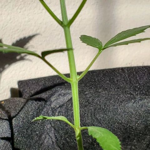 Riff raff #2 growlog timeline photo