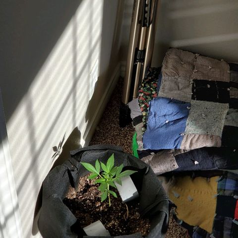 Riff raff #2 growlog timeline photo