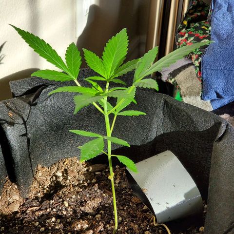Riff raff #2 growlog timeline photo