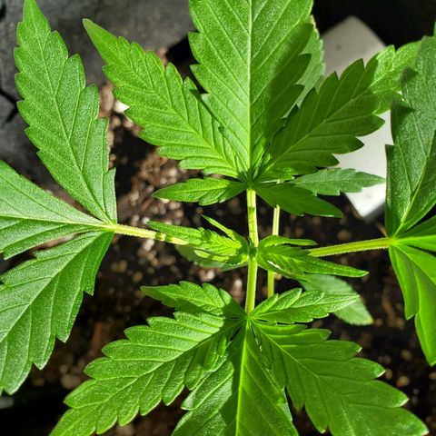 Riff raff #2 growlog timeline photo