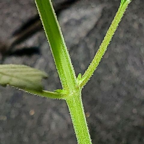 Riff raff #2 growlog timeline photo