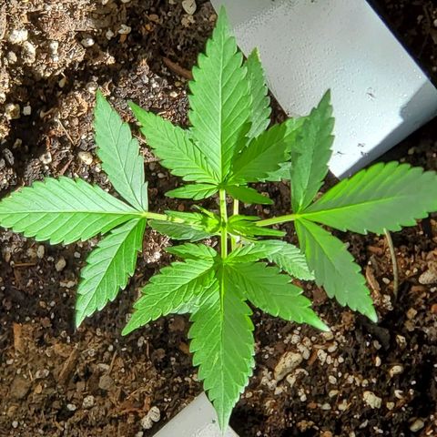 Riff raff #2 growlog timeline photo