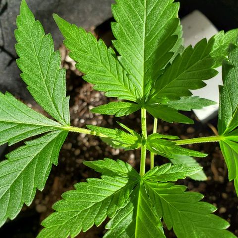 Riff raff #2 growlog timeline photo