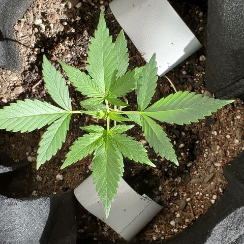 Riff raff #2 growlog timeline photo