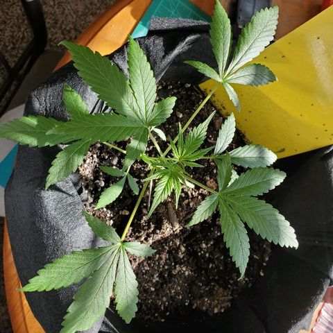 Riff raff #2 growlog timeline photo