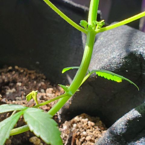 Riff raff #2 growlog timeline photo