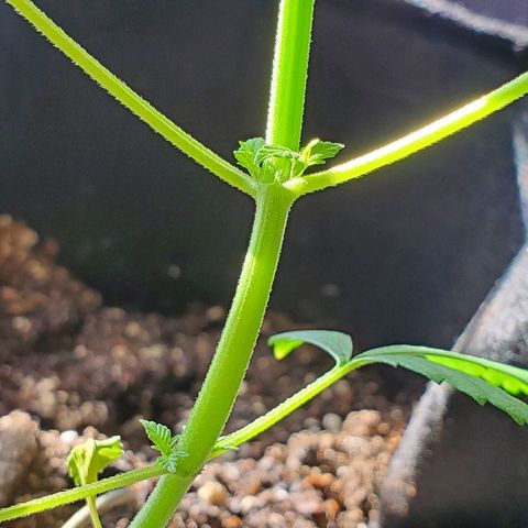 Riff raff #2 growlog timeline photo