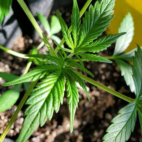 Riff raff #2 growlog timeline photo