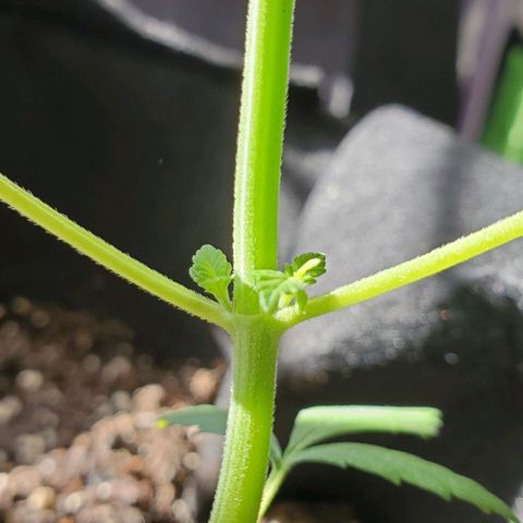 Riff raff #2 growlog timeline photo