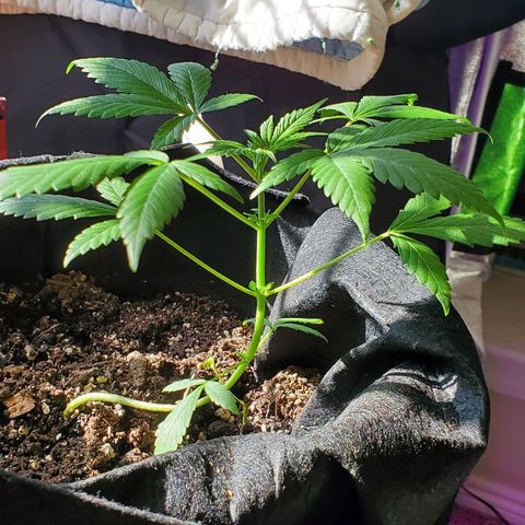 Riff raff #2 growlog timeline photo