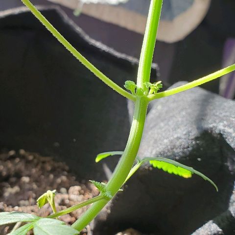 Riff raff #2 growlog timeline photo