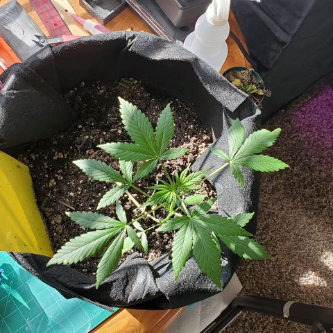 Riff raff #2 growlog timeline photo