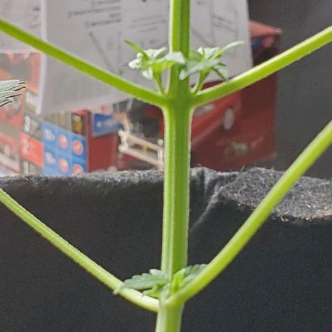 Riff raff #2 growlog timeline photo