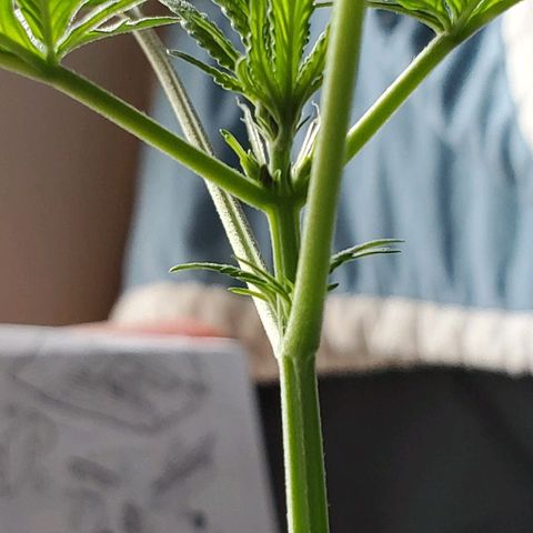 Riff raff #2 growlog timeline photo