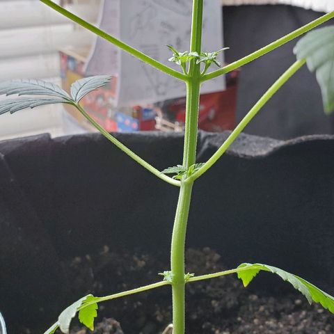 Riff raff #2 growlog timeline photo