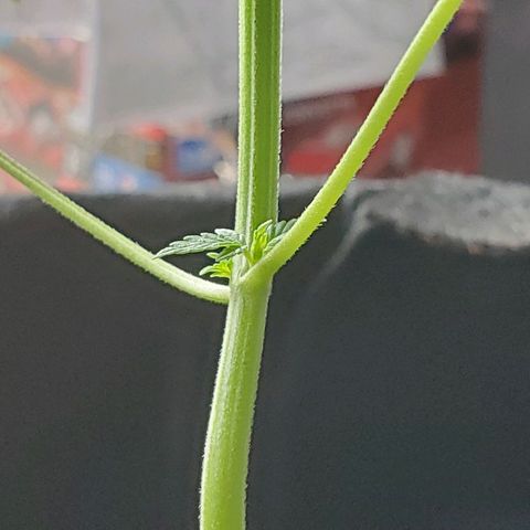 Riff raff #2 growlog timeline photo