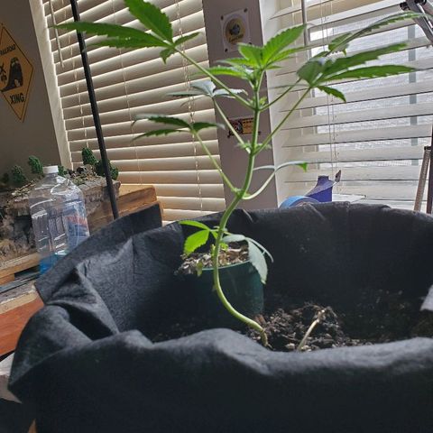 Riff raff #2 growlog timeline photo