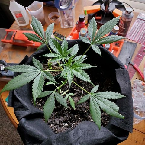 Riff raff #2 growlog timeline photo