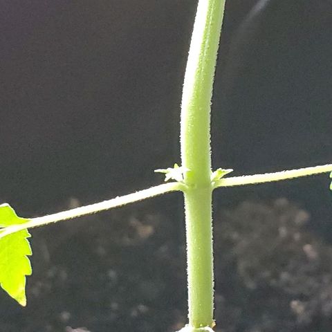 Riff raff #2 growlog timeline photo