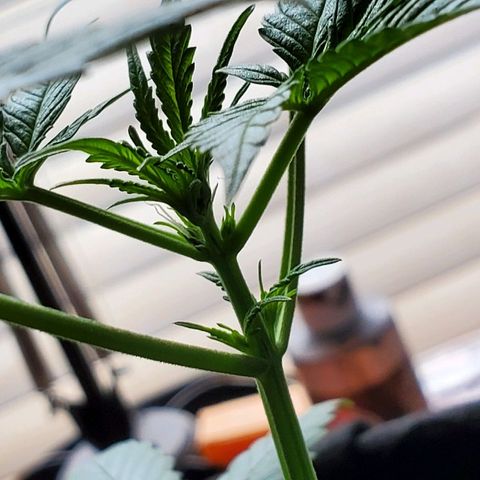 Riff raff #2 growlog timeline photo