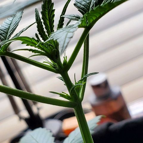 Riff raff #2 growlog timeline photo