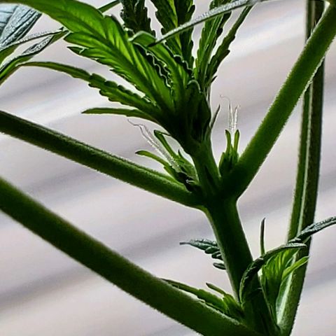 Riff raff #2 growlog timeline photo