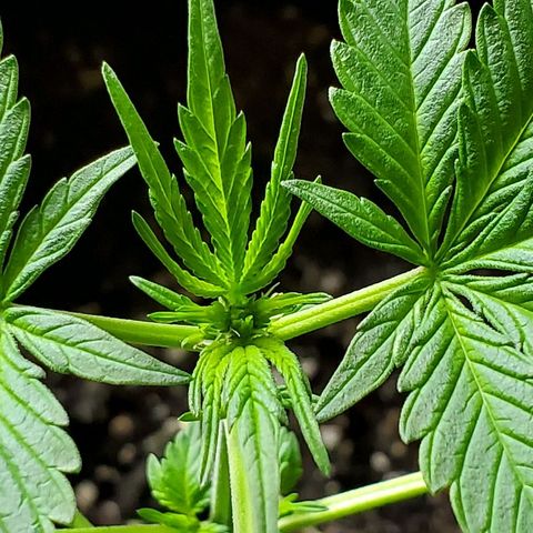 Riff raff #2 growlog timeline photo