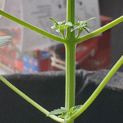 Riff raff #2 growlog timeline photo