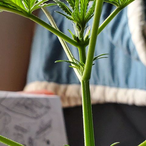 Riff raff #2 growlog timeline photo