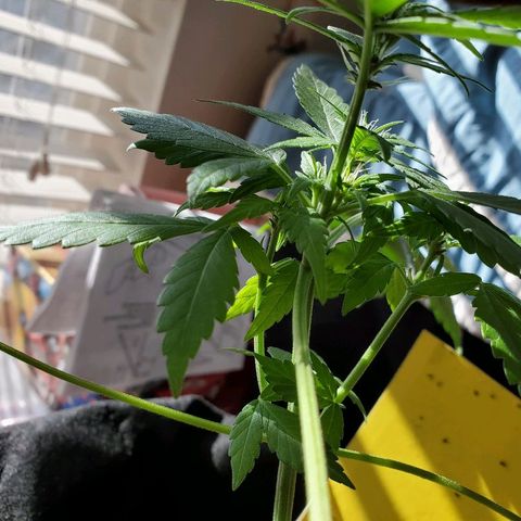 Riff raff #2 growlog photo: Still alive