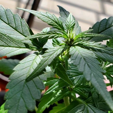 Riff raff #2 growlog photo: Still alive