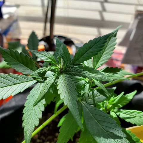 Riff raff #2 growlog photo: Still alive