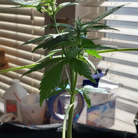 Riff raff #2 growlog photo: Still alive