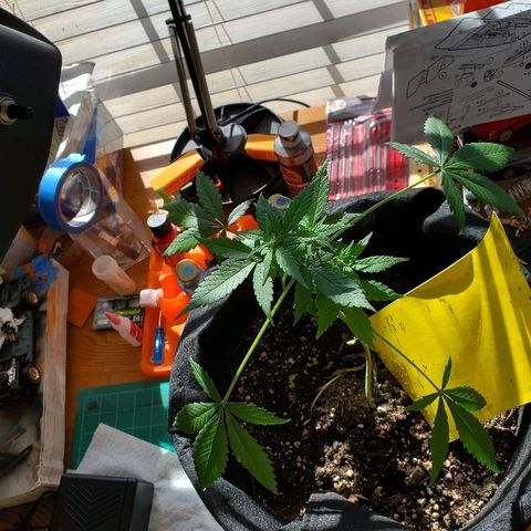 Riff raff #2 growlog photo: Still alive