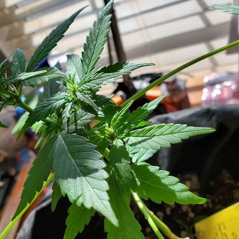 Riff raff #2 growlog photo: Still alive