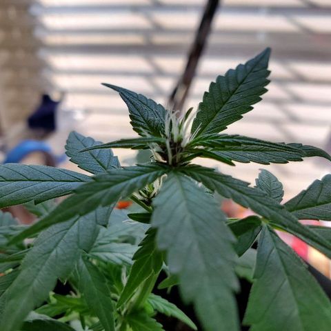Riff raff #2 growlog timeline photo