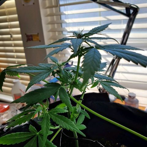 Riff raff #2 growlog timeline photo