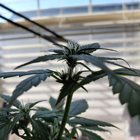 Riff raff #2 growlog timeline photo