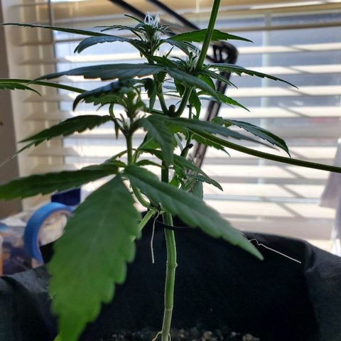 Riff raff #2 growlog timeline photo