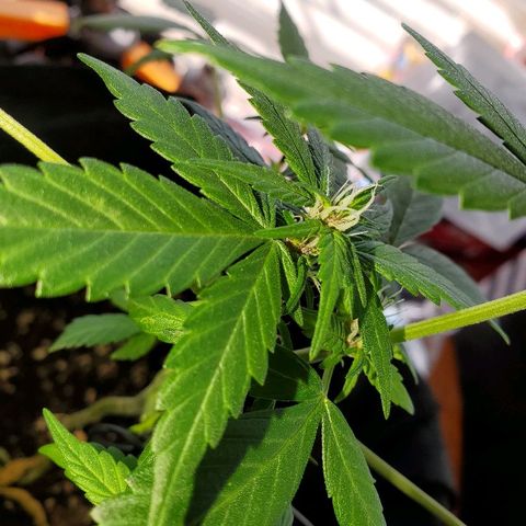 Riff raff #2 growlog timeline photo