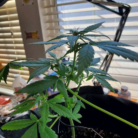 Riff raff #2 growlog timeline photo