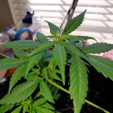 Riff raff #2 growlog timeline photo