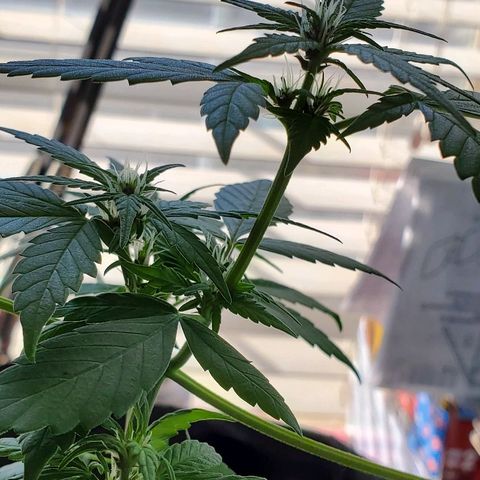 Riff raff #2 growlog timeline photo
