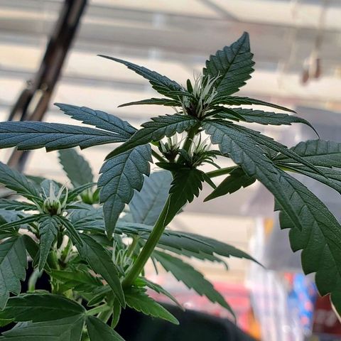 Riff raff #2 growlog timeline photo