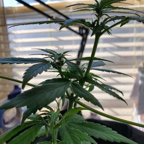 Riff raff #2 growlog timeline photo